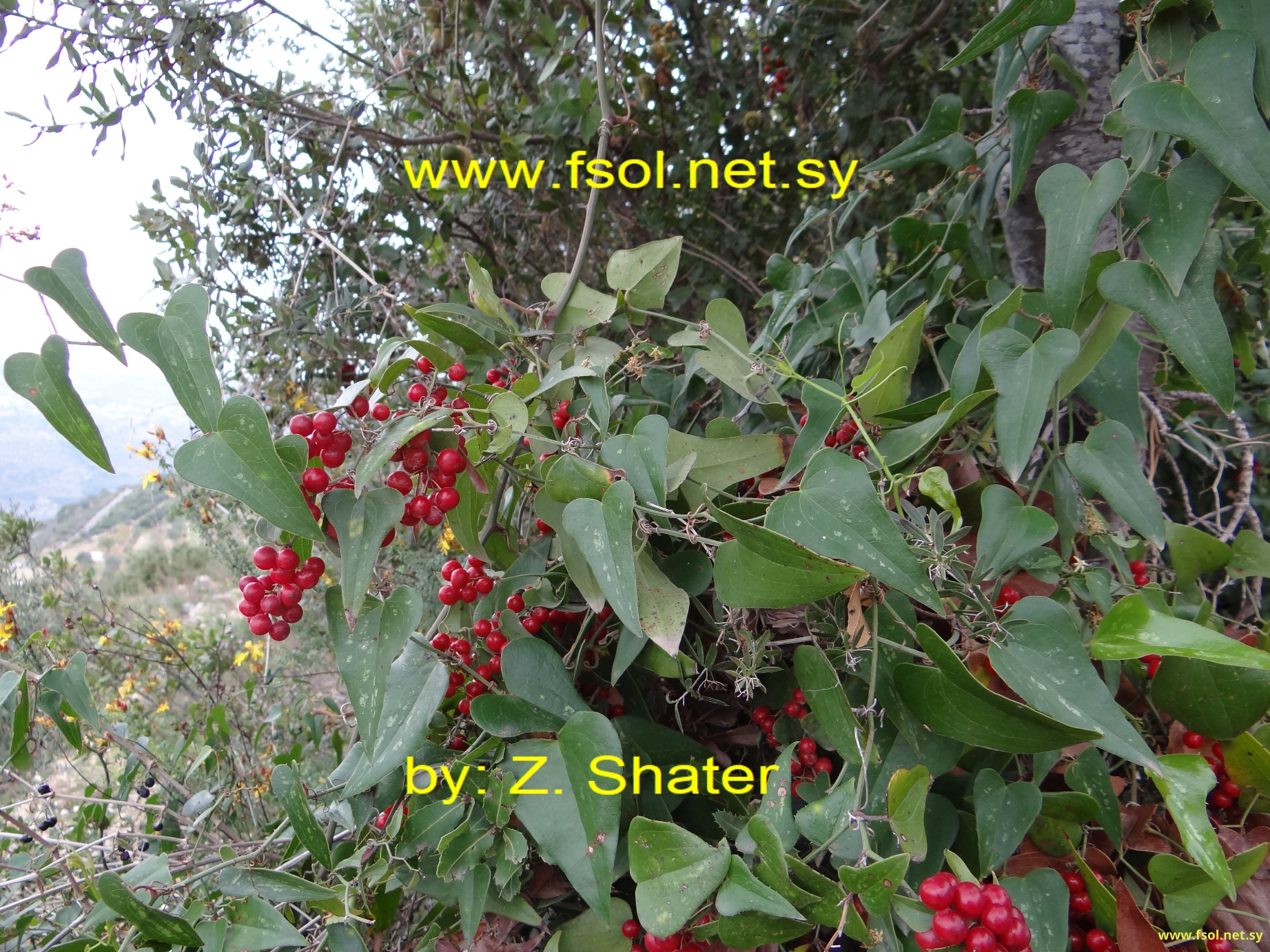 Smilax aspera L.